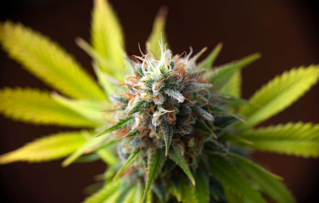 THCa Ice Cream Cookies Flavor Treat